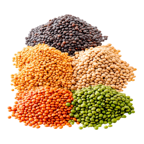 Lentils Collection